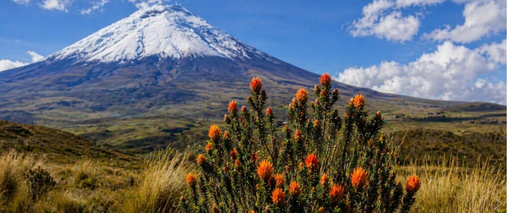 cotopaxi chuquiragua